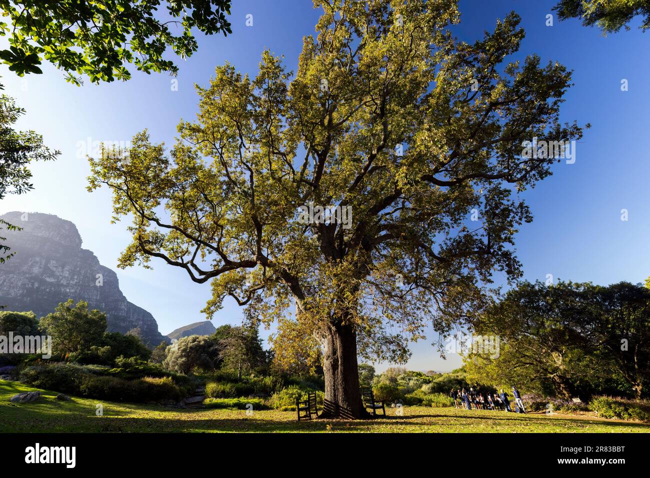Quercia europea gigante (Quercus robur) al Kirstenbosch National Botanical Garden - Città del Capo, Sud Africa Foto Stock