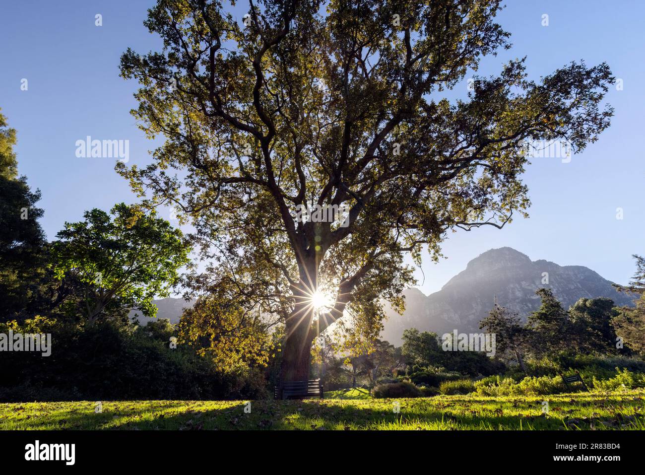 Quercia europea gigante (Quercus robur) al Kirstenbosch National Botanical Garden - Città del Capo, Sud Africa Foto Stock