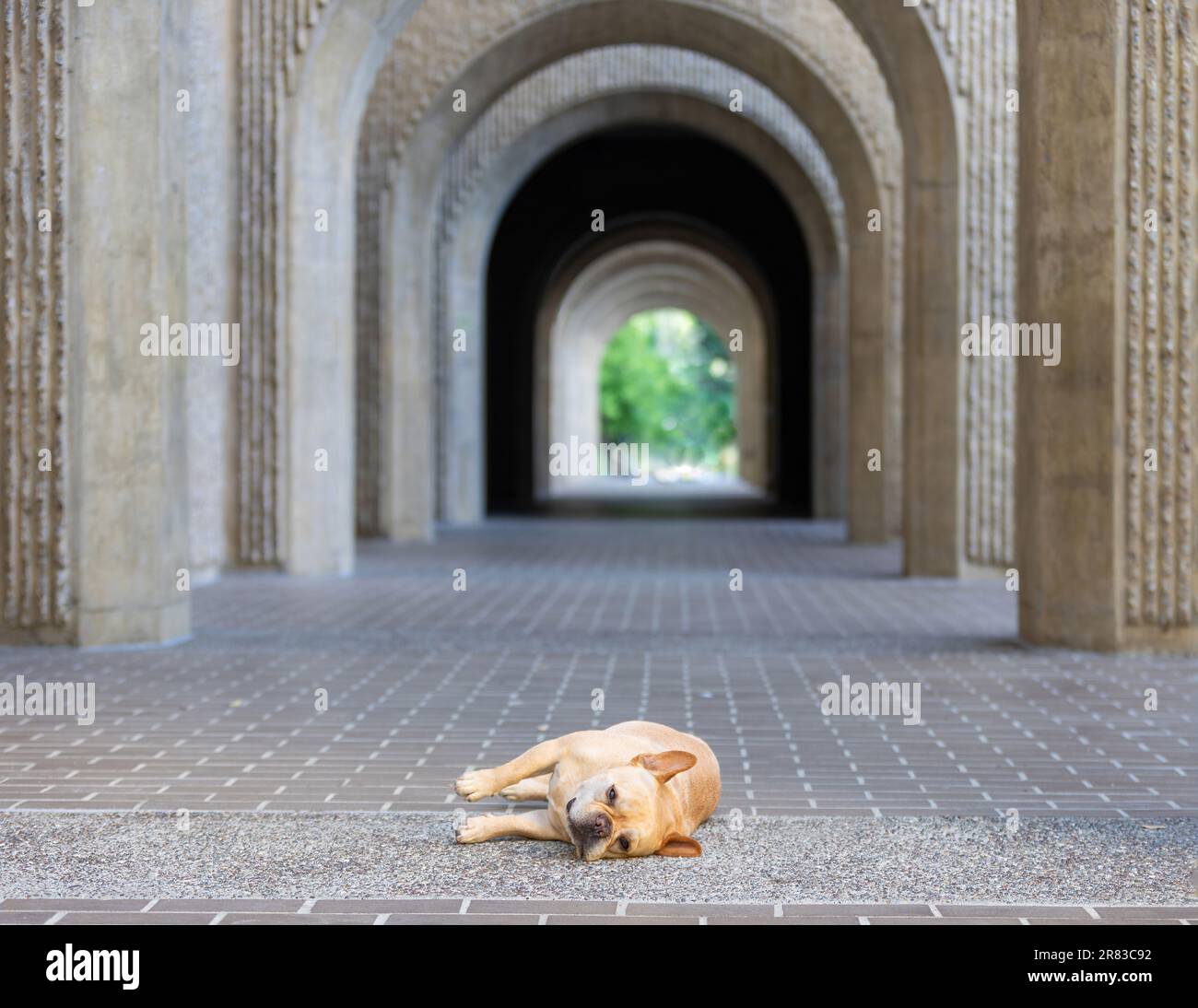 8 anni-Tan Rosso Frenchie maschio rilassante di fronte a un corridoio ad arco. Foto Stock
