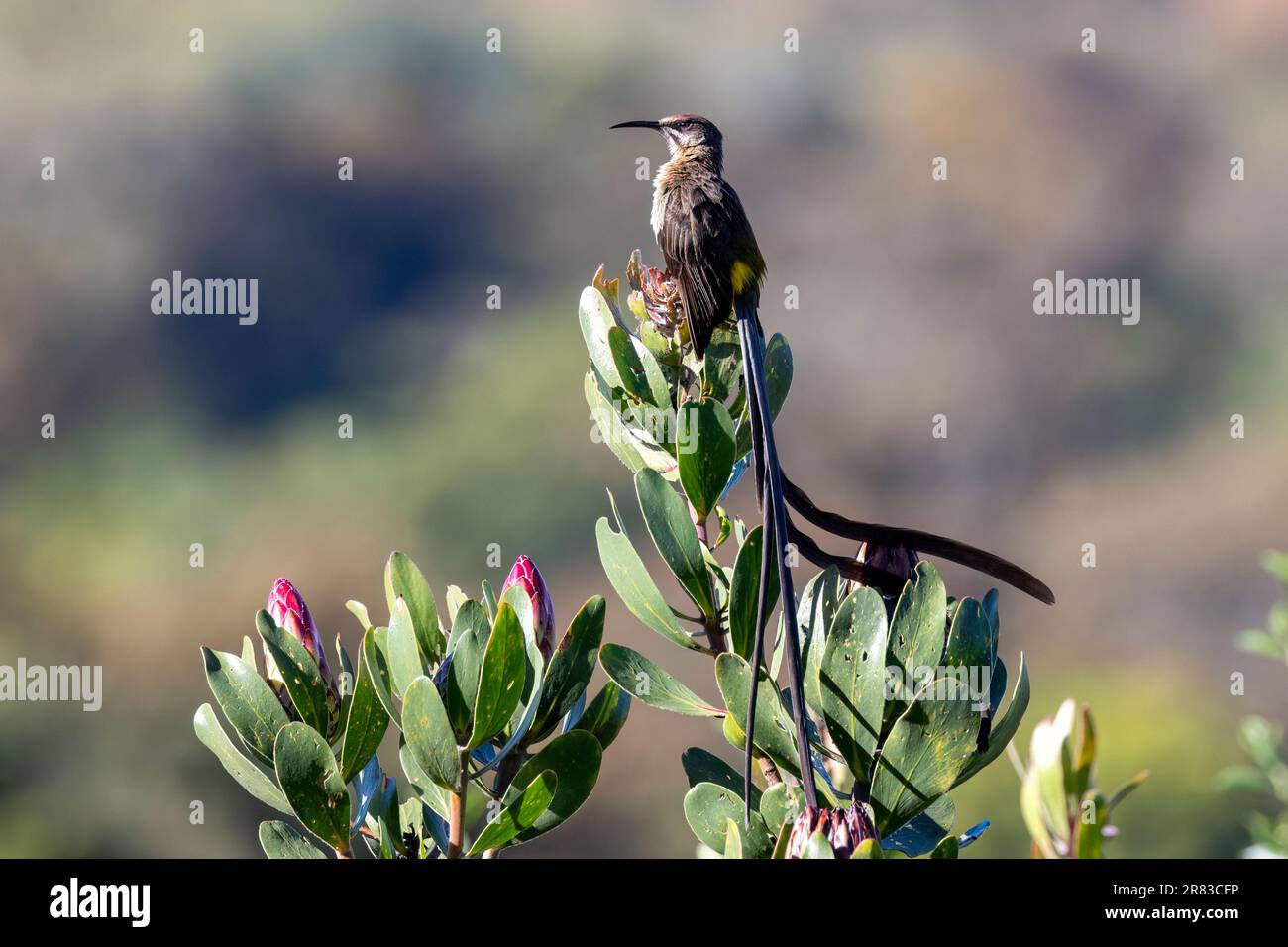 Cape sugarbird (Promerops cafer) - Giardino Botanico Nazionale di Kirstenbosch - Città del Capo, Sudafrica Foto Stock