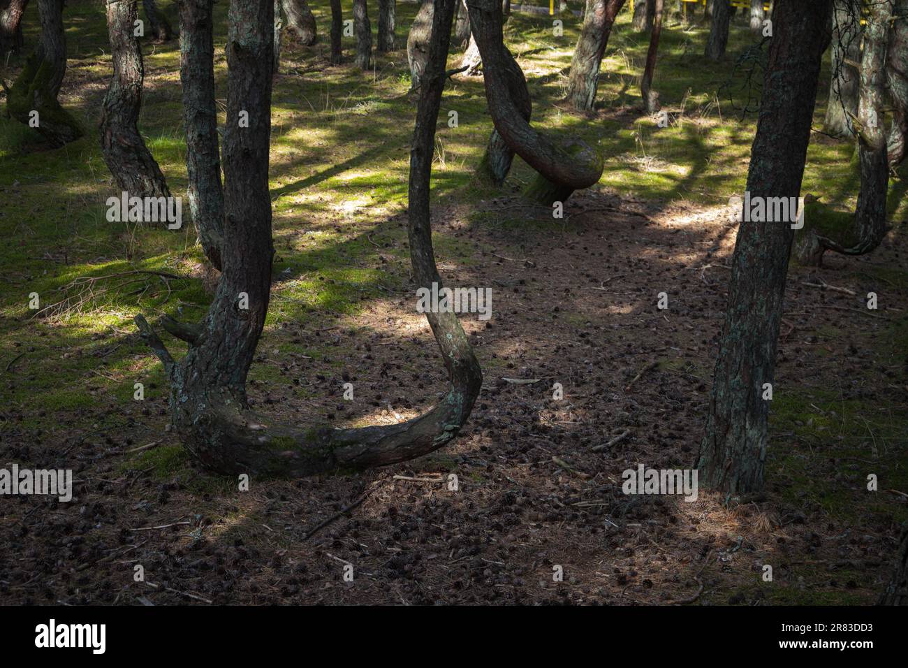 La foresta danzante in una giornata di sole. Pineta sul Spit Curoniano a Kaliningrad Oblast, Russia nota per i suoi insolitamente torti alberi Foto Stock