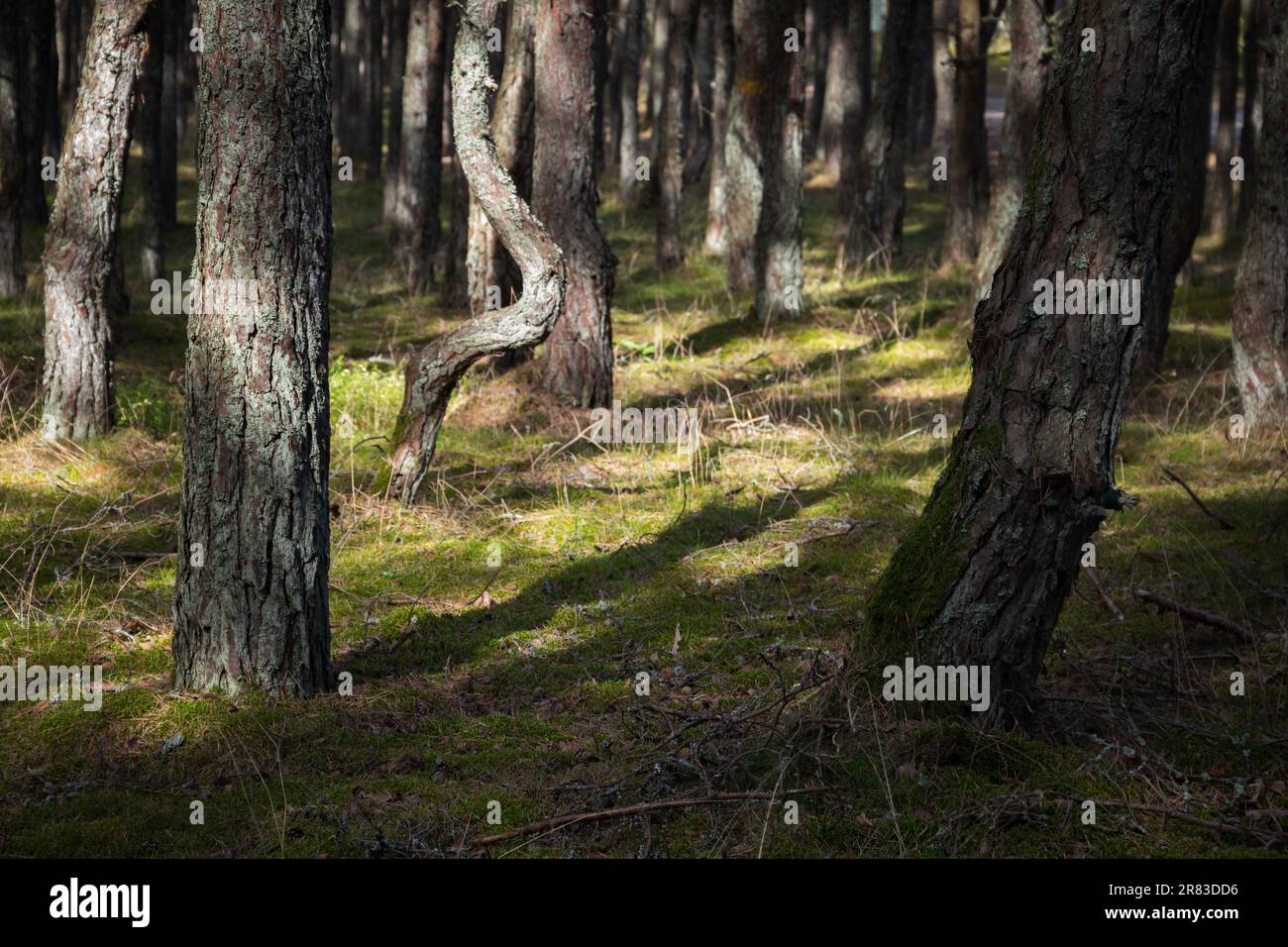 Foto paesaggistica della Foresta danzante in una giornata di sole. Pineta sul Spit Curonian a Kaliningrad Oblast, Russia noto per la sua insolitamente ritorta t Foto Stock