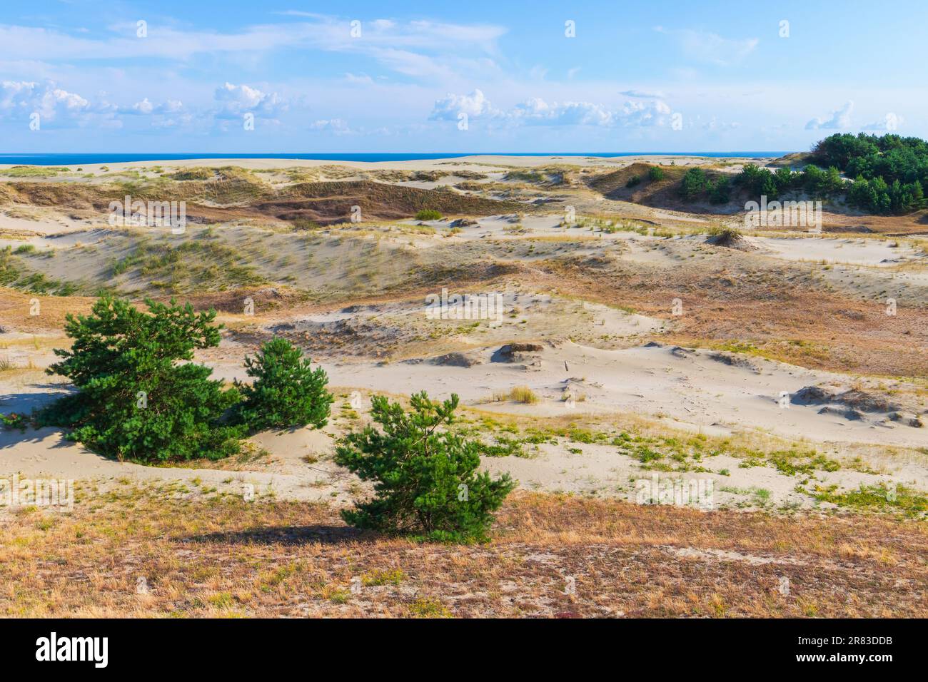 Curonian Spit paesaggio estivo, dune sabbiose costiere in una giornata di sole, Kaliningrad Oblast, Russia Foto Stock