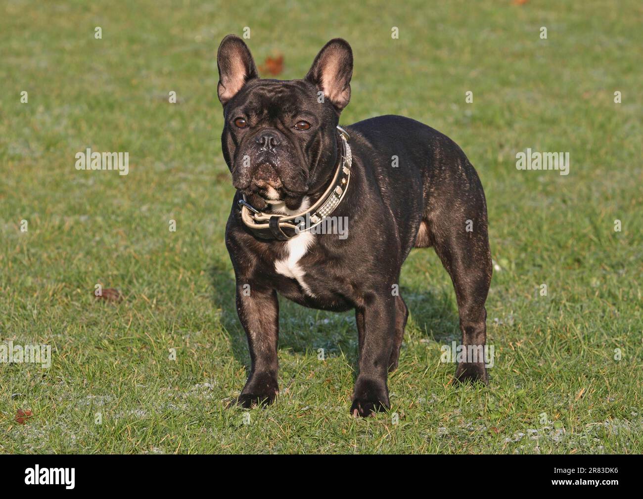 Rratto Del Bulldog Francese in Camicia Di Estate Con Hawaiano Lei