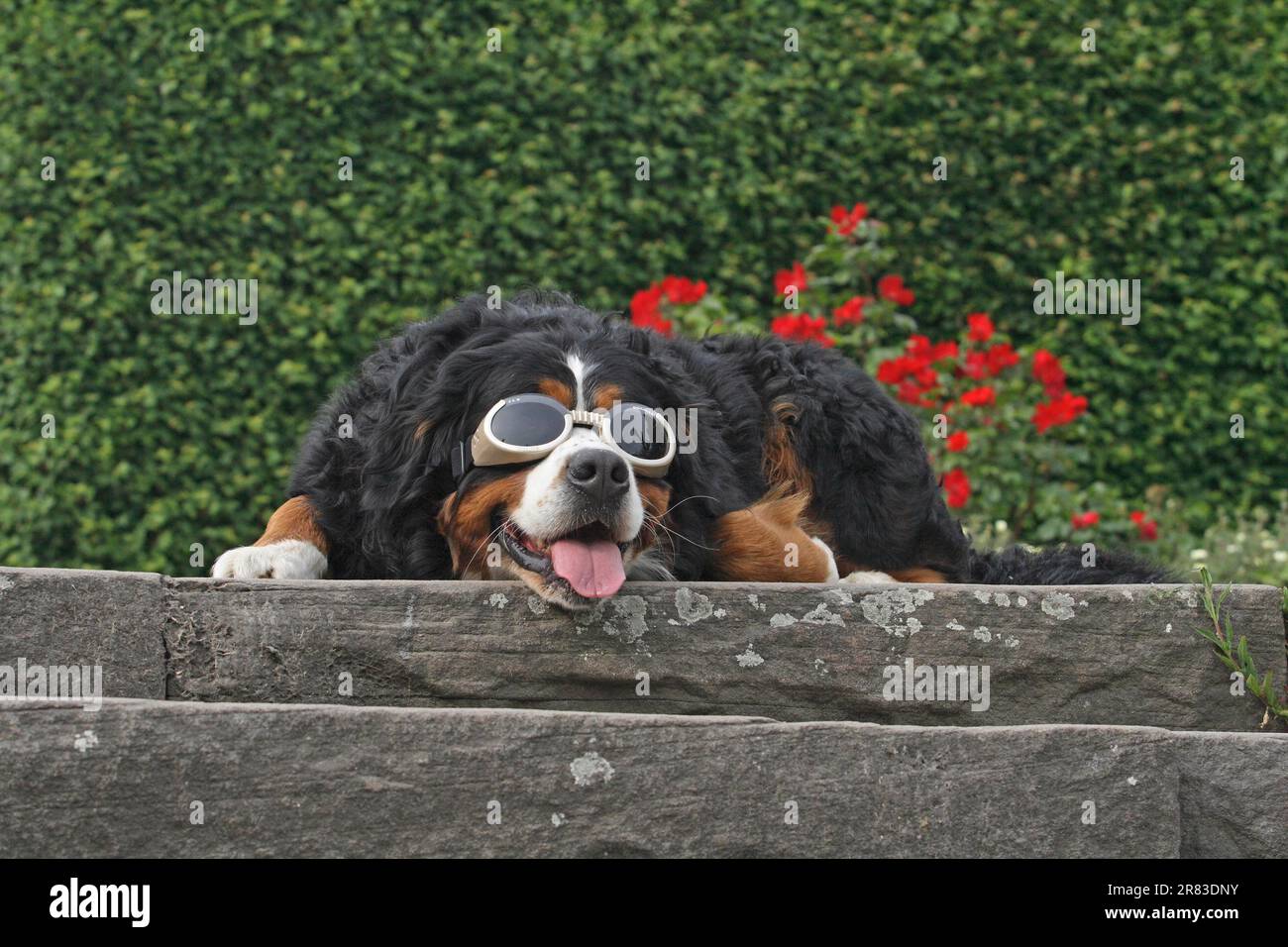 Il cane bernese indossa occhiali da sole e si annoia su gradini di una terrazza Foto Stock