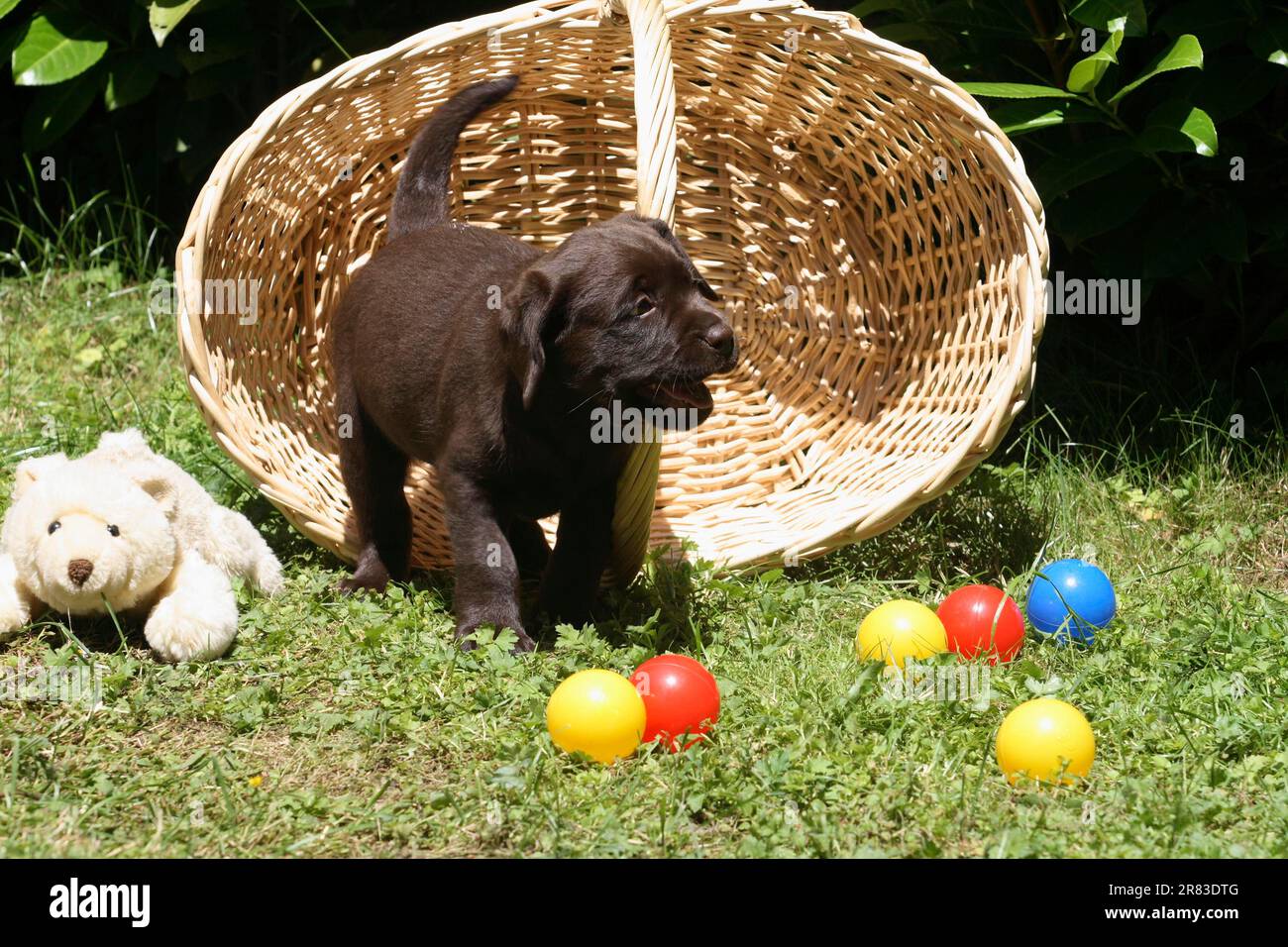Labrador Retriever cucciolo 6 settimane seduto nel cestino sul prato in giardino Foto Stock