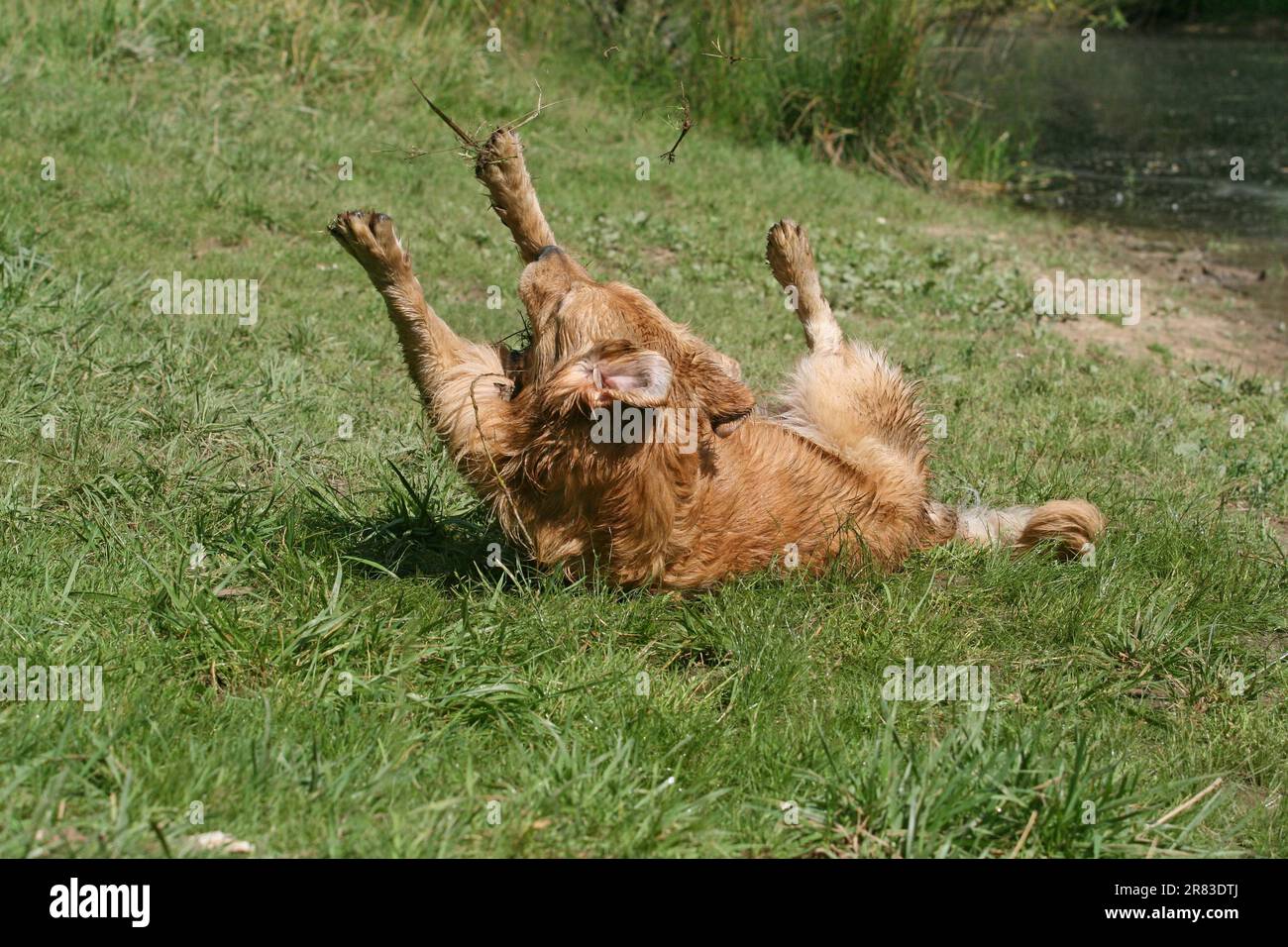 Golden Retriever maschio, 3, 5 anni esce dall'acqua e scivola e si raschia nel prato Foto Stock