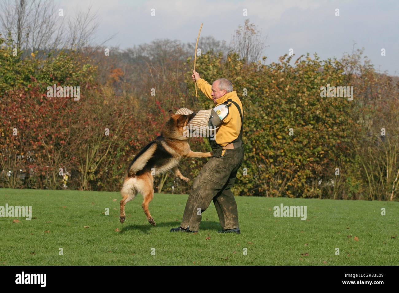 Cane pastore tedesco in servizio di protezione il cane morde nel braccio di protezione Foto Stock