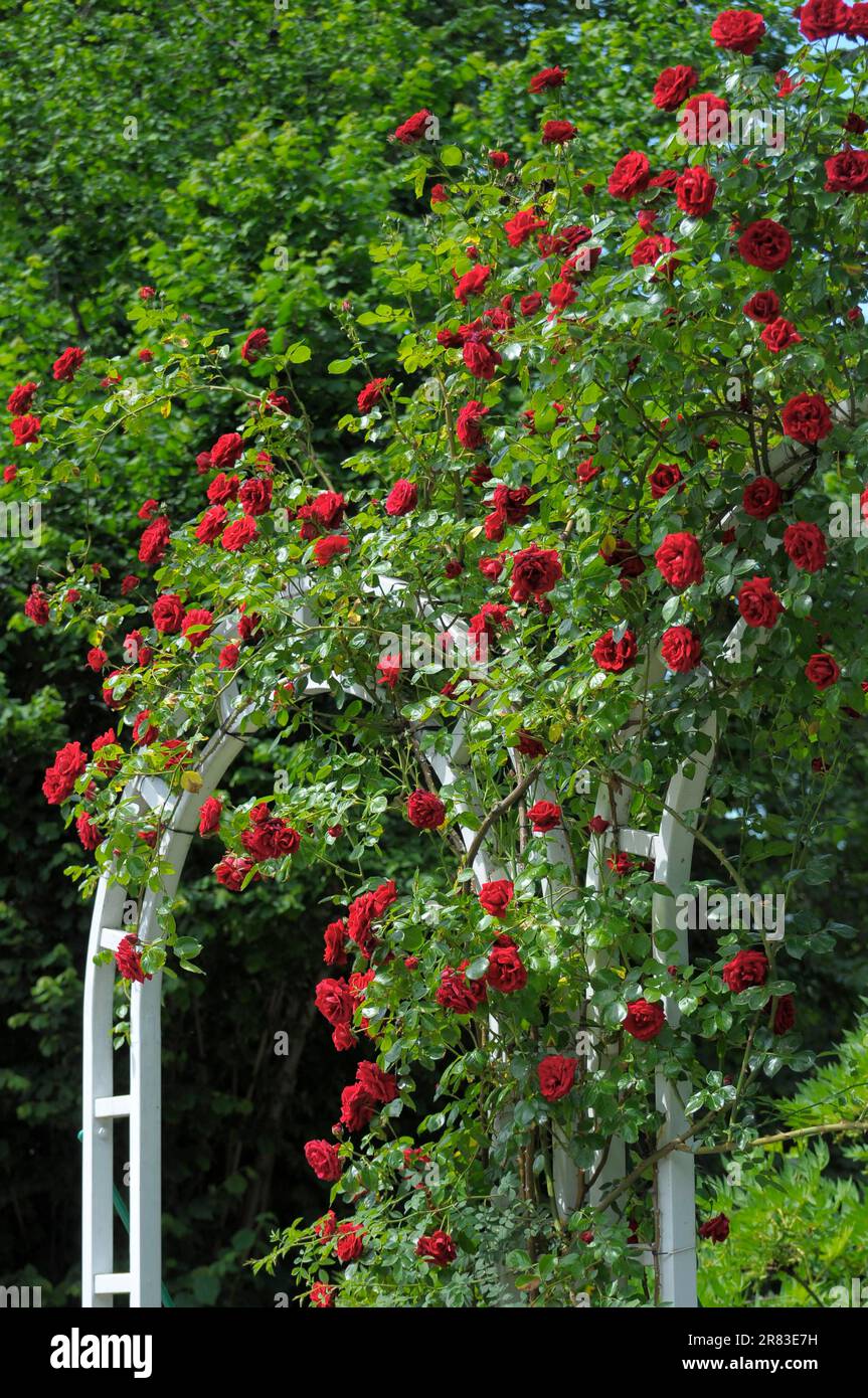 Fioritura barocca a Ludwigsburg, rose rampicanti rosse, arco di rose, giardino di rose a Oberdingen Foto Stock