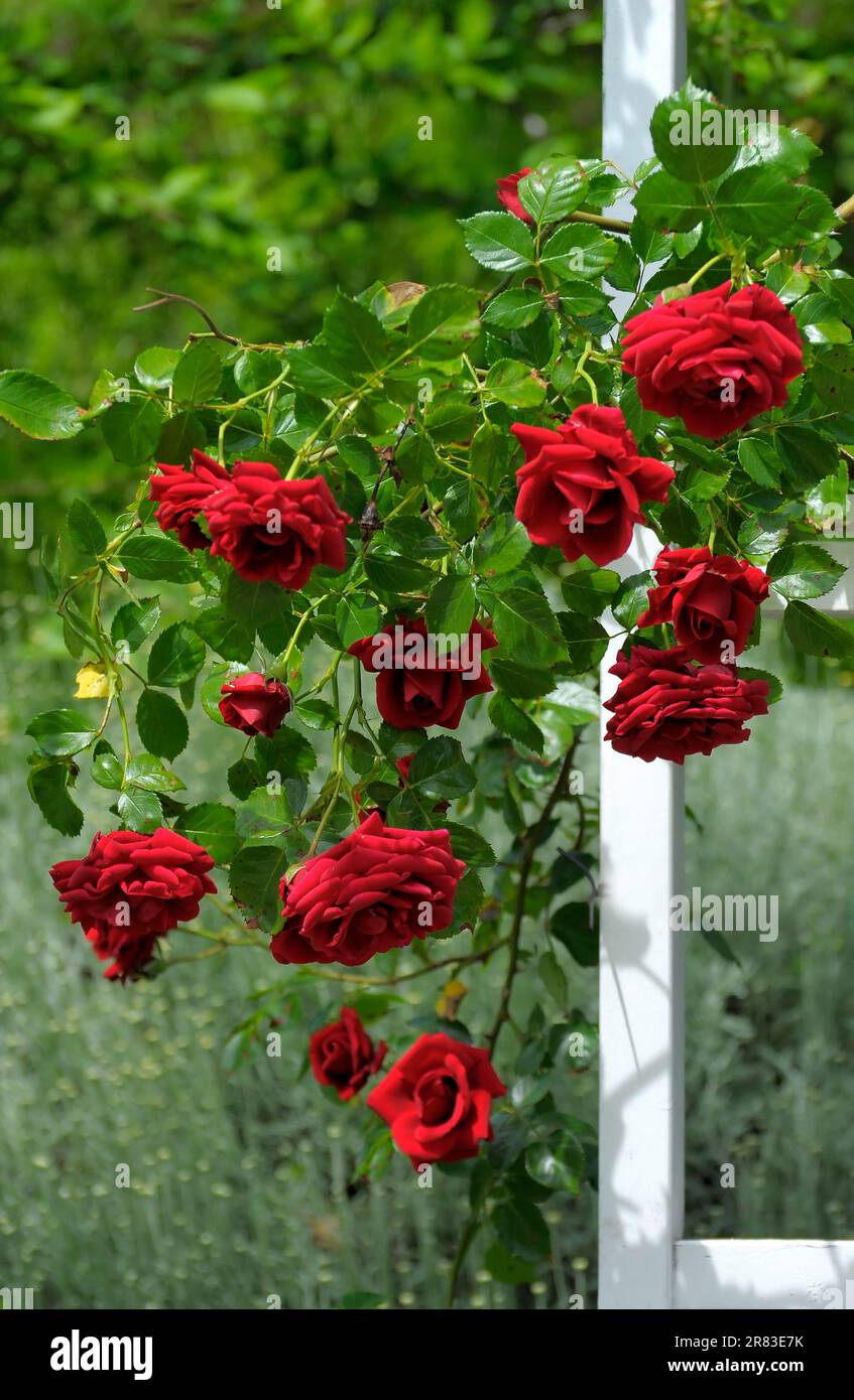Fioritura barocca a Ludwigsburg, rose rampicanti rosse, giardino di rose a Oberdingen Foto Stock