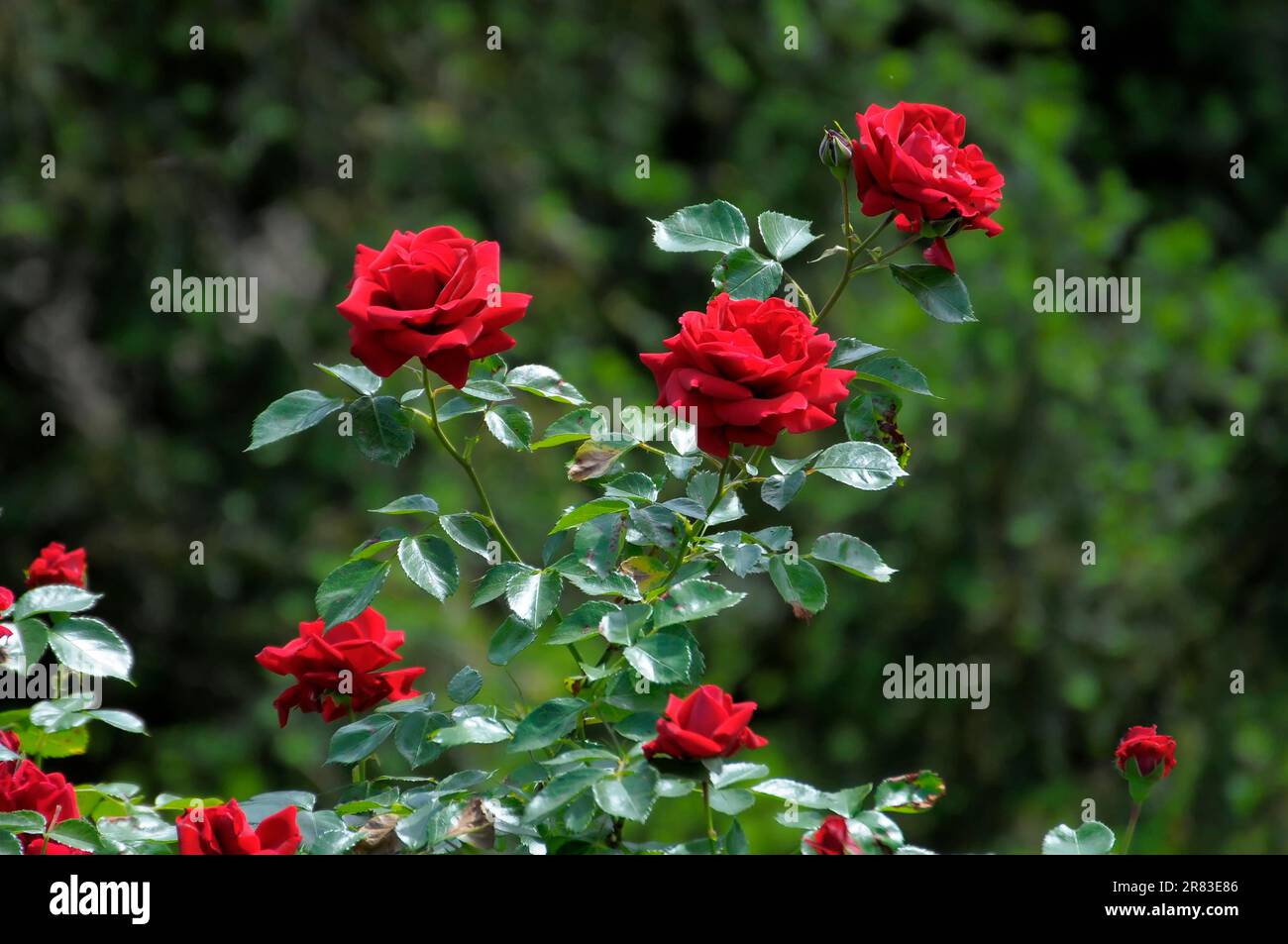 Fioritura barocca a Ludwigsburg, rose rampicanti rosse, giardino di rose a Oberdingen Foto Stock