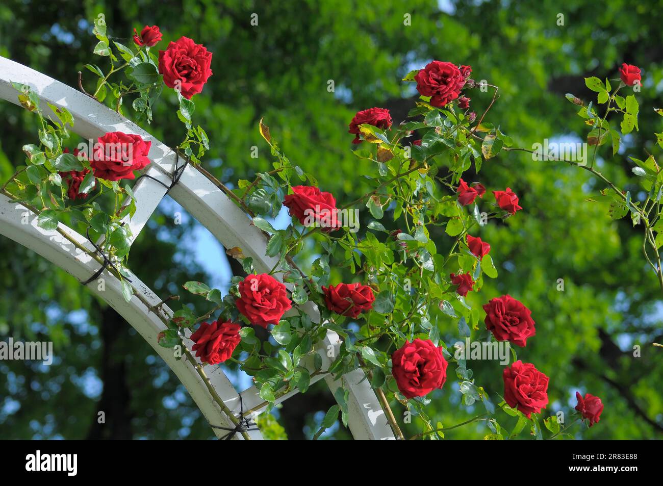 Fioritura barocca a Ludwigsburg, rose rampicanti rosse, arco di rose, giardino di rose a Oberdingen Foto Stock