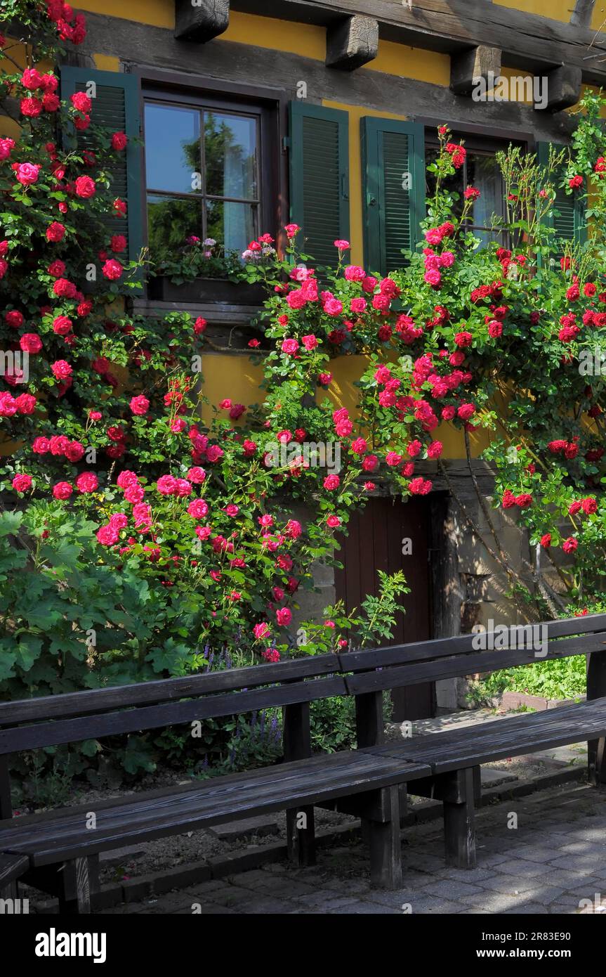 Rose rampicanti rosse fiorite sulla parete della casa, giardino di rose a Oberderdingen Foto Stock