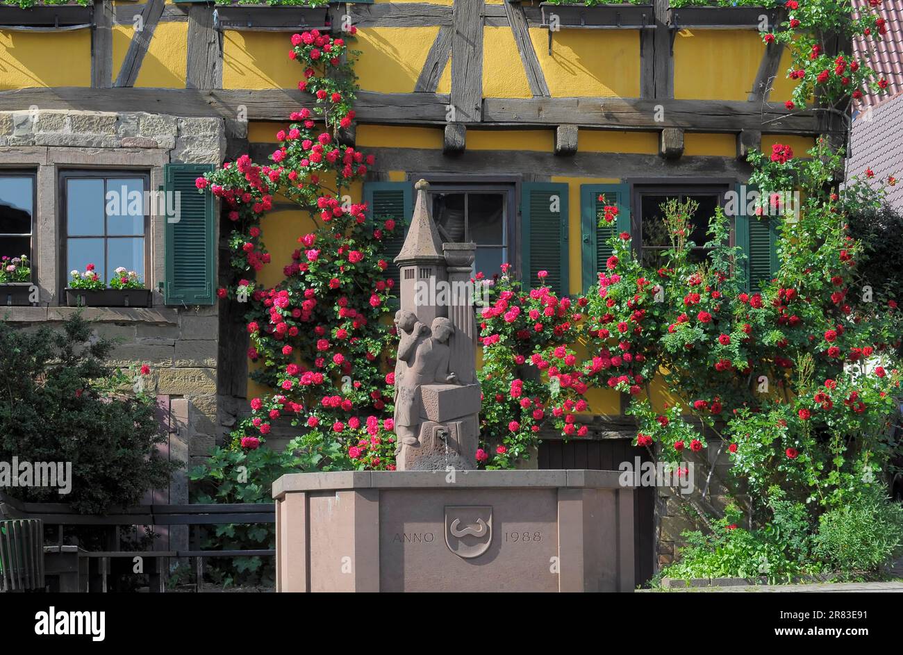 Rose rampicanti rosse che fioriscono su una parete della casa, fontana del villaggio a Maulbronn-Schmie, giardino di rose a Oberderdingen Foto Stock