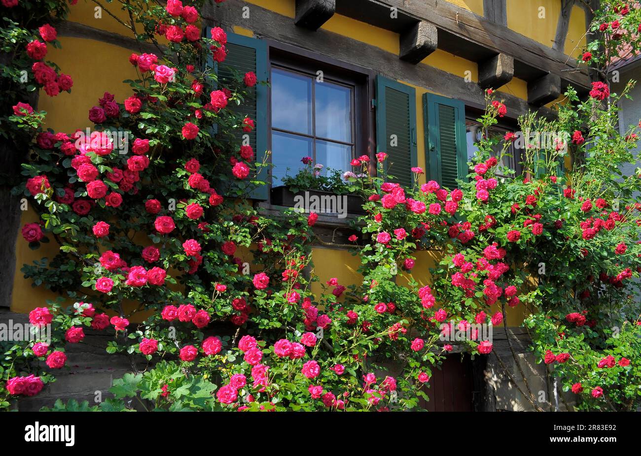 Rose rampicanti rosse fiorite sulla parete della casa, giardino di rose a Oberderdingen Foto Stock