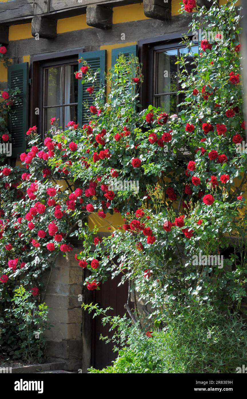 Rose rampicanti rosse fiorite sulla parete della casa, finestra con otturatore, giardino di rose a Oberderdingen Foto Stock