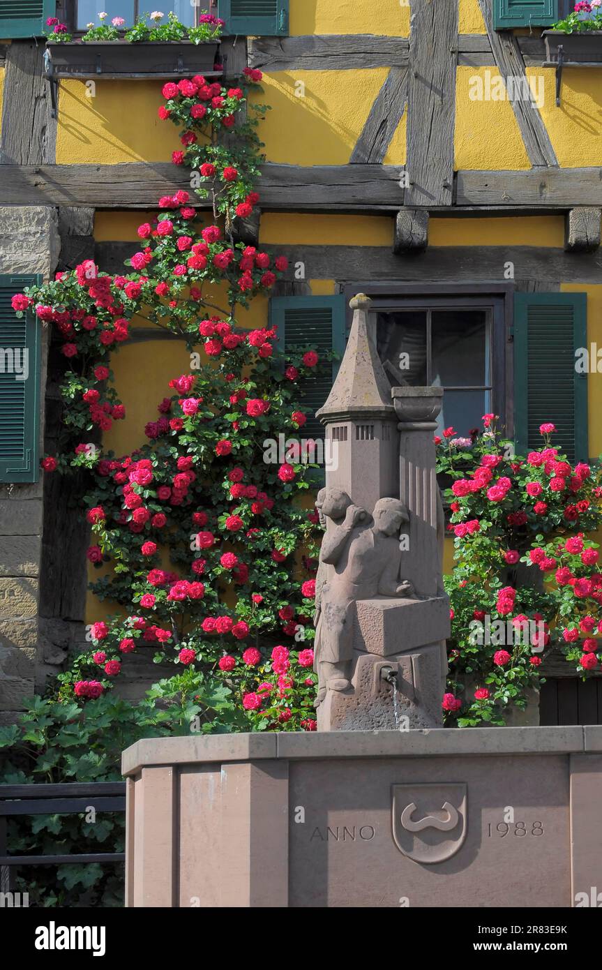 Rose rampicanti rosse che fioriscono su una parete della casa, fontana del villaggio a Maulbronn-Schmie, giardino di rose a Oberderdingen Foto Stock