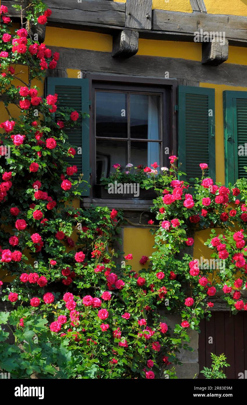 Rose rampicanti rosse fiorite sulla parete della casa, finestra con otturatore, giardino di rose a Oberderdingen Foto Stock