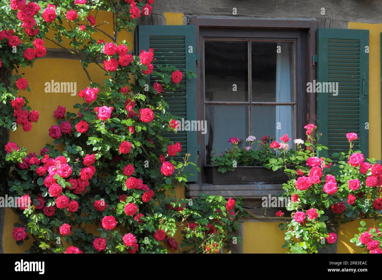 Rose rampicanti rosse fiorite sulla parete della casa, finestra con otturatore, giardino di rose a Oberderdingen Foto Stock