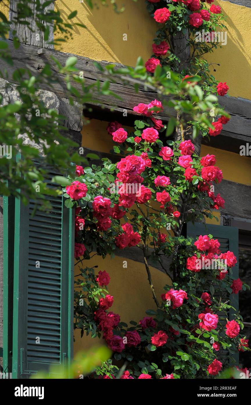 Rose rampicanti rosse fiorite su una parete della casa, rose rampicanti sul giardino di rose a graticcio di Oberderdingen Foto Stock