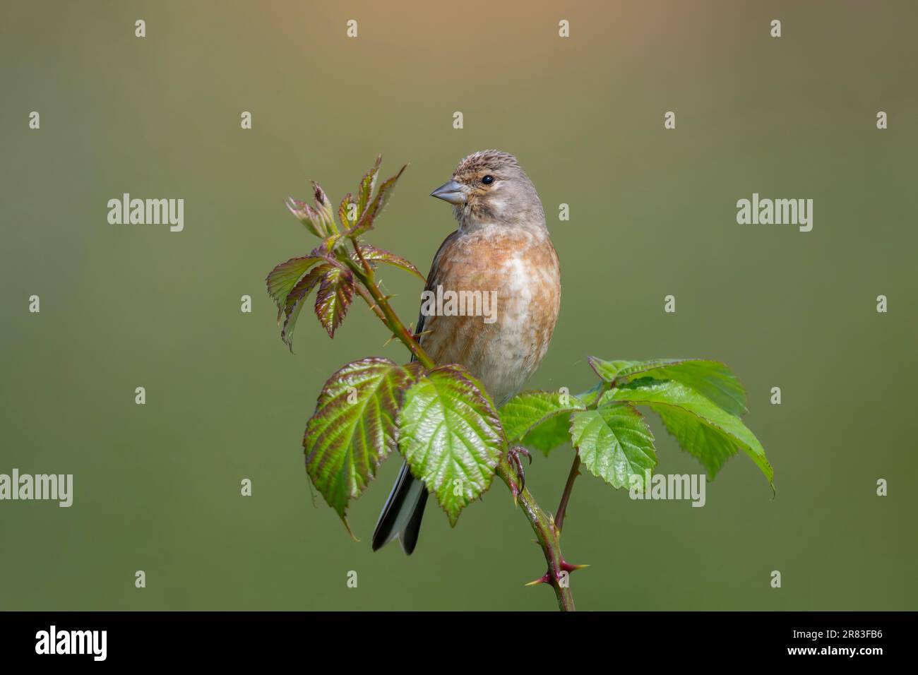 Comune Linnet Carduelis cannabina arroccato su un cespuglio Nord Est Norfolk, Regno Unito. Foto Stock