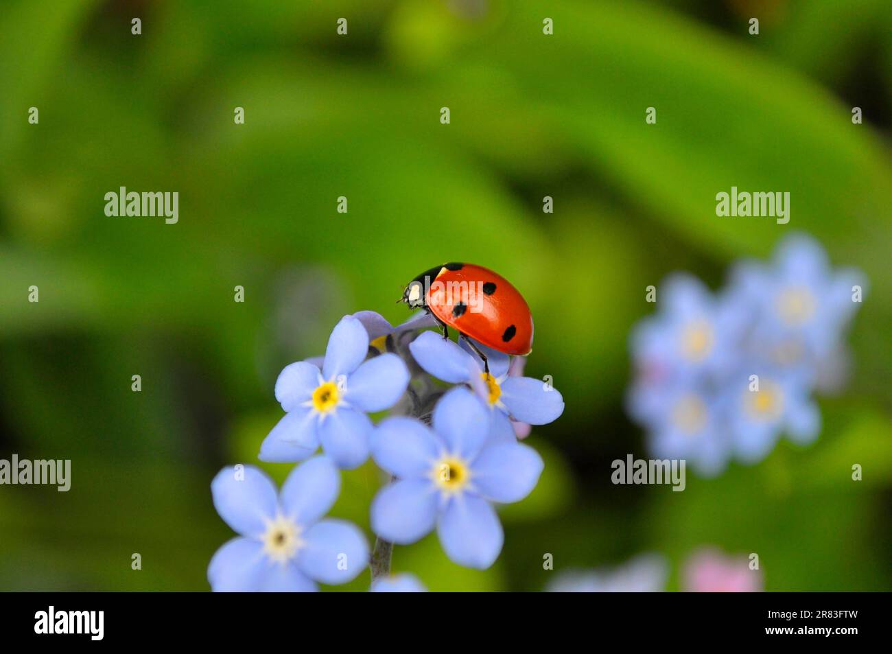 Ladybird con Forget-me-Not fioritura nel giardino, legno Forget-me-Not (Myosotis sylvatica) e sette-sott ladybird (Coccinella settempunctata) Foto Stock