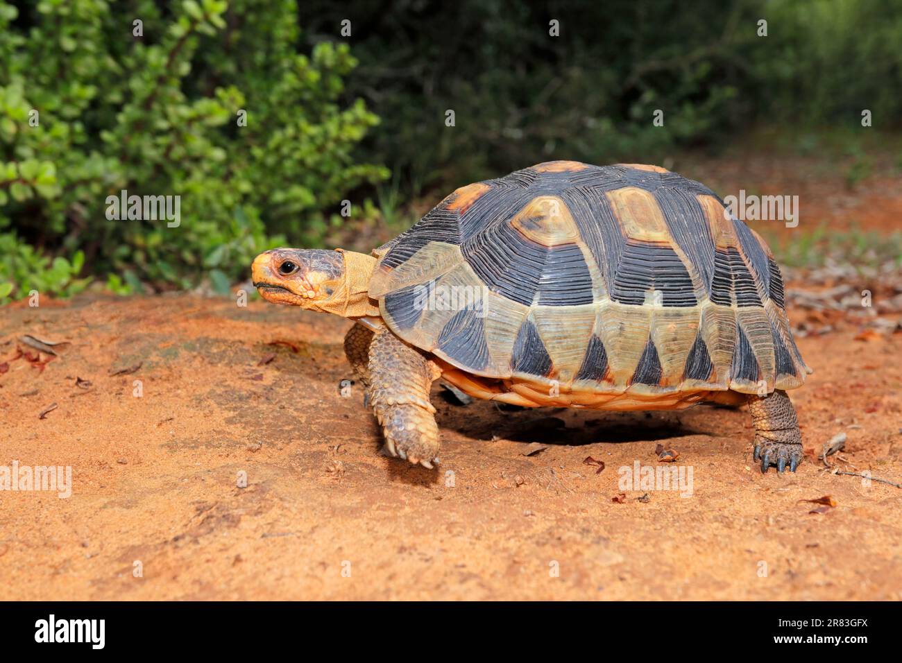 Una piccola tartaruga angolata (Chersina angulata) in habitat naturale, Sudafrica Foto Stock
