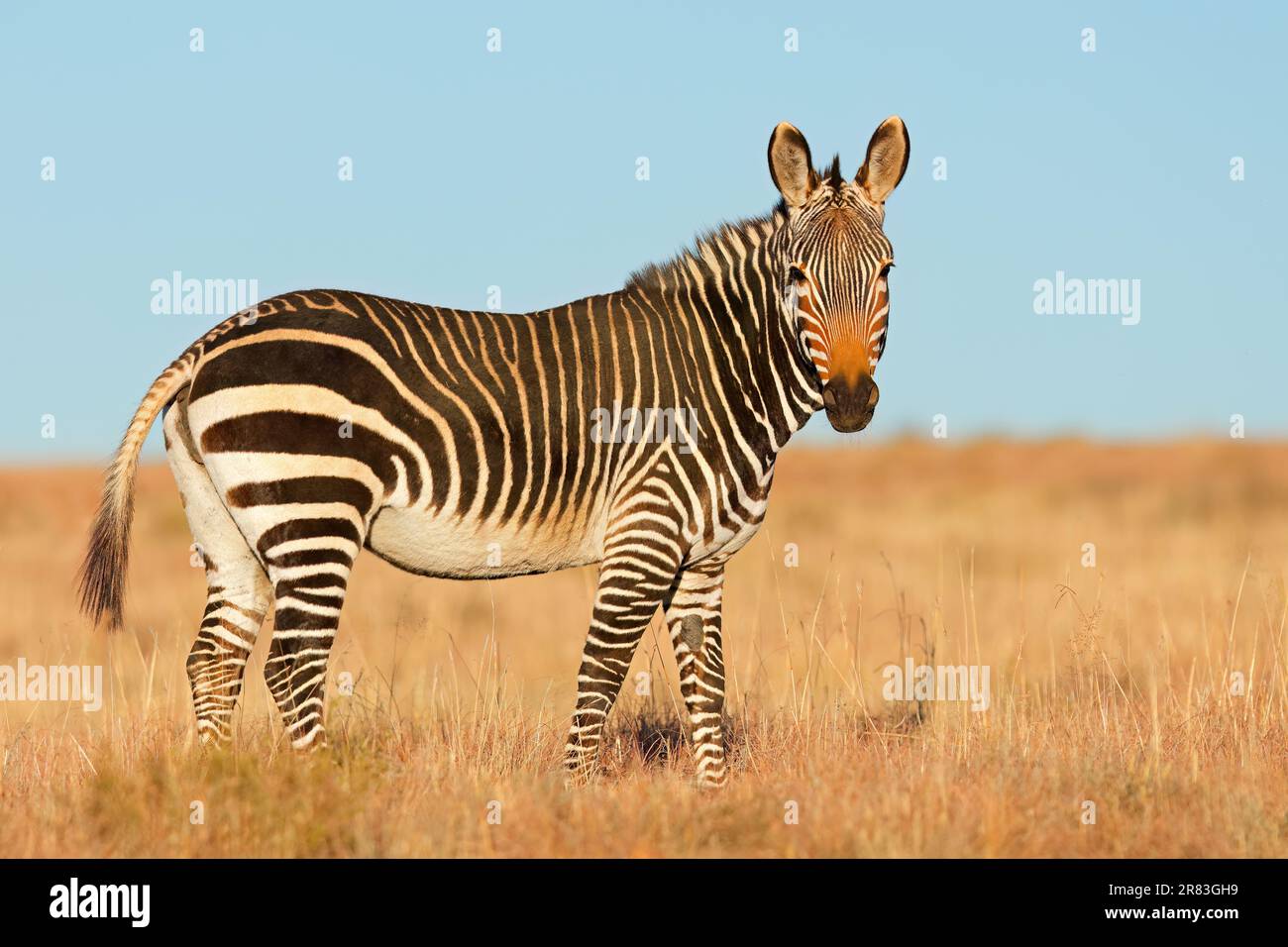 Cape mountain zebra (Equus zebra) in habitat naturale, Mountain Zebra National Park, Sud Africa Foto Stock