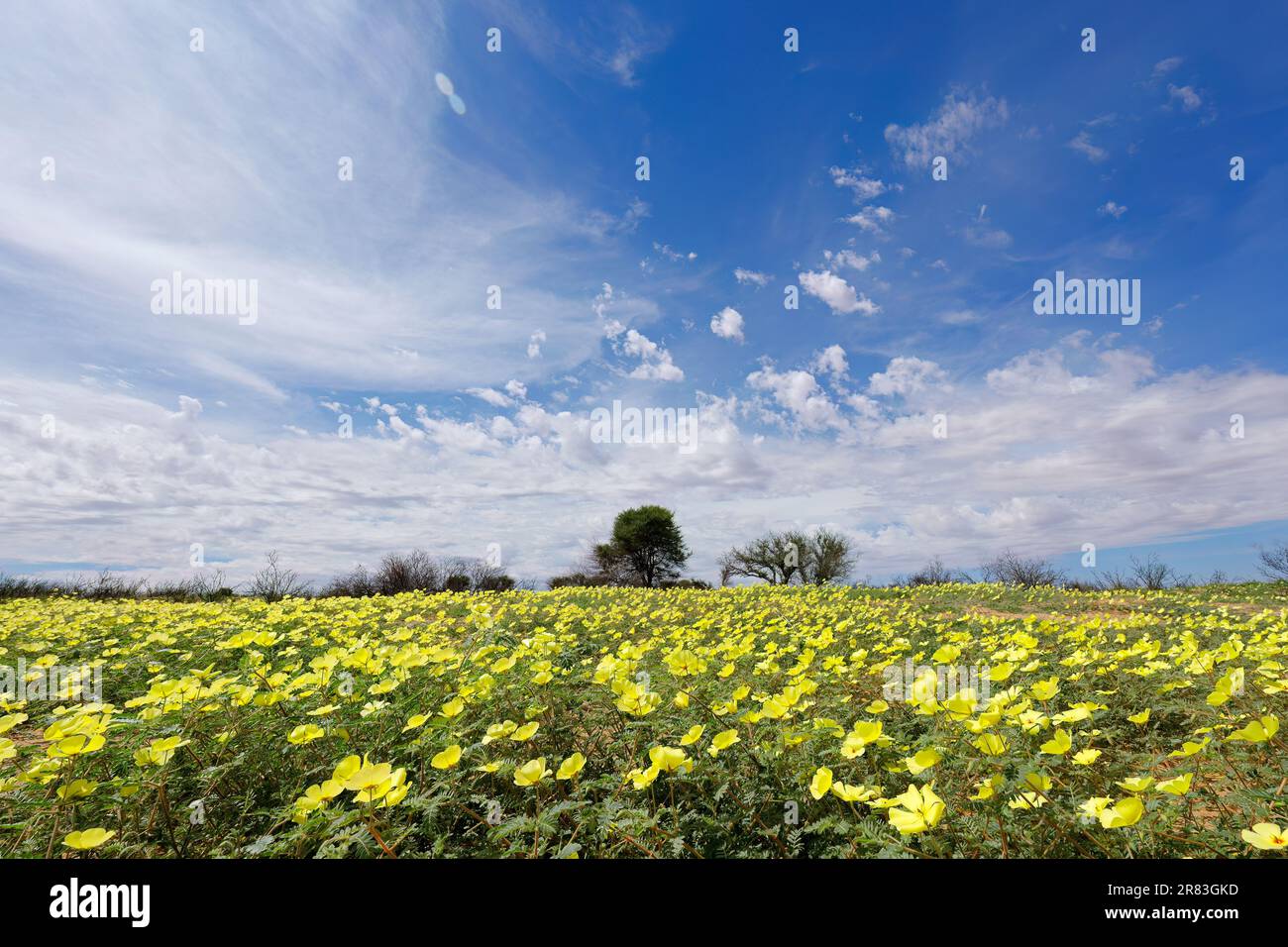 Paesaggio panoramico con fiori gialli di Tribulus zeyheri, deserto di Kalahari, Sud Africa Foto Stock
