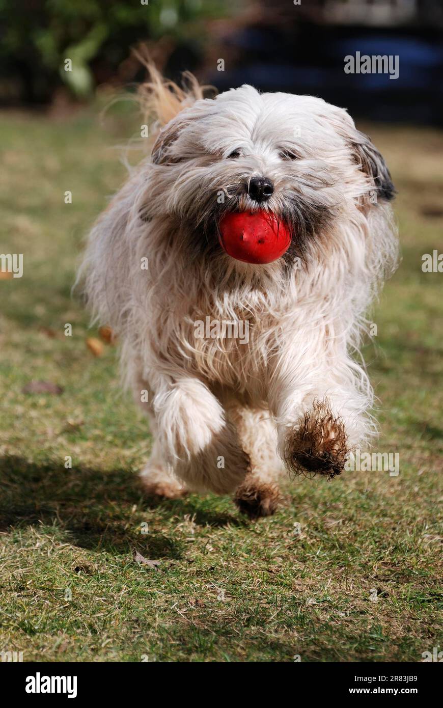 Cane terrier tibetano che recupera una palla rossa Foto Stock