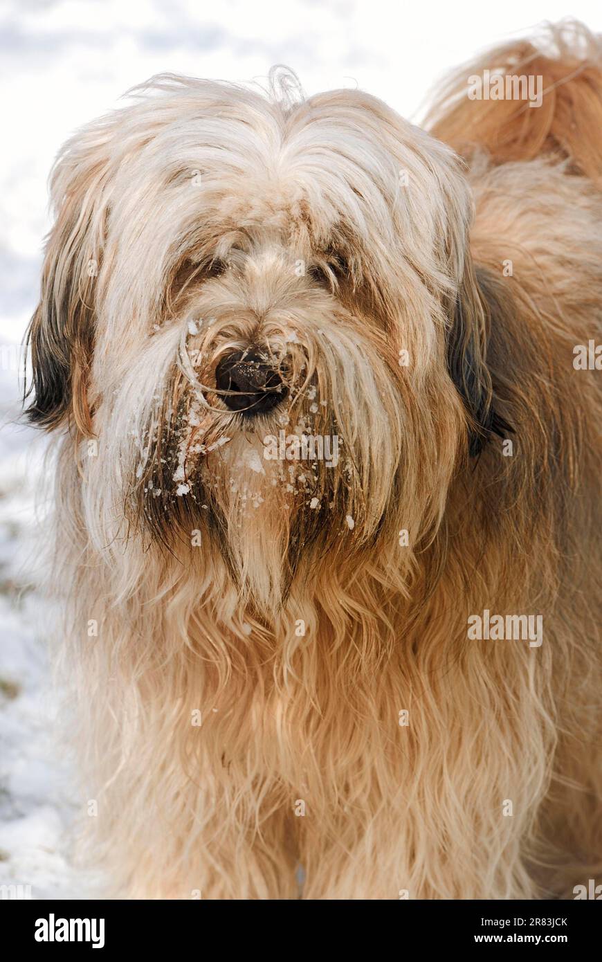 Cane tibetano solitario pureed Foto Stock