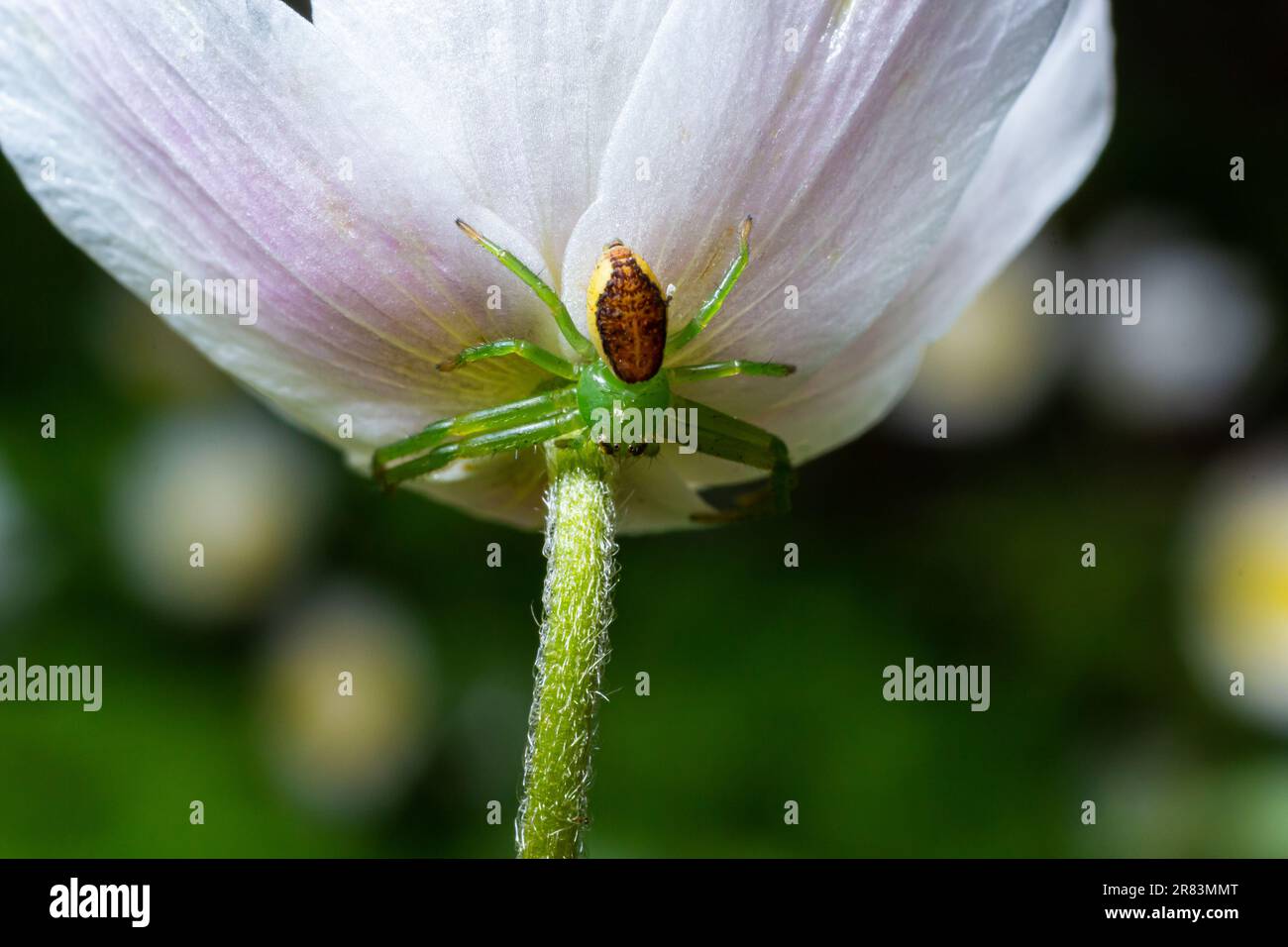 Il ragno di granchio verde, Diaea dorsata, caccia alla preda su un fiore di anemone di legno bianco. Foto Stock