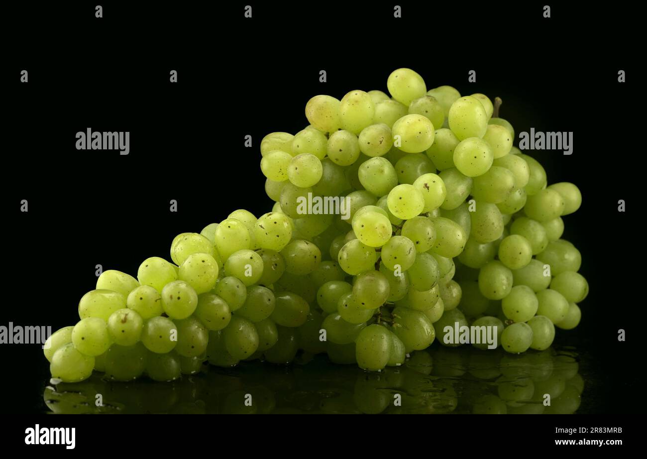 Grappolo di uva bianca con gocce d'acqua su fondo nero Foto Stock