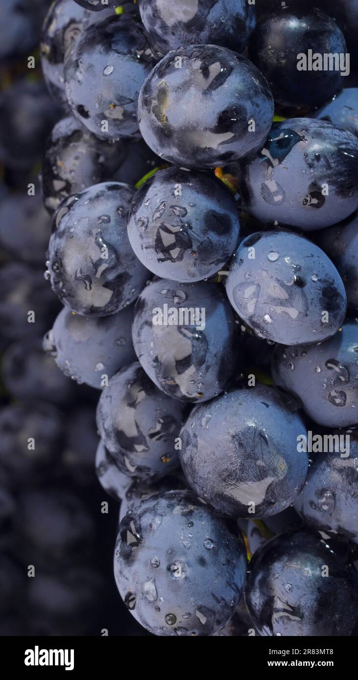 Mazzo di uve fresche e succose con gocce d'acqua, Clode up Foto Stock