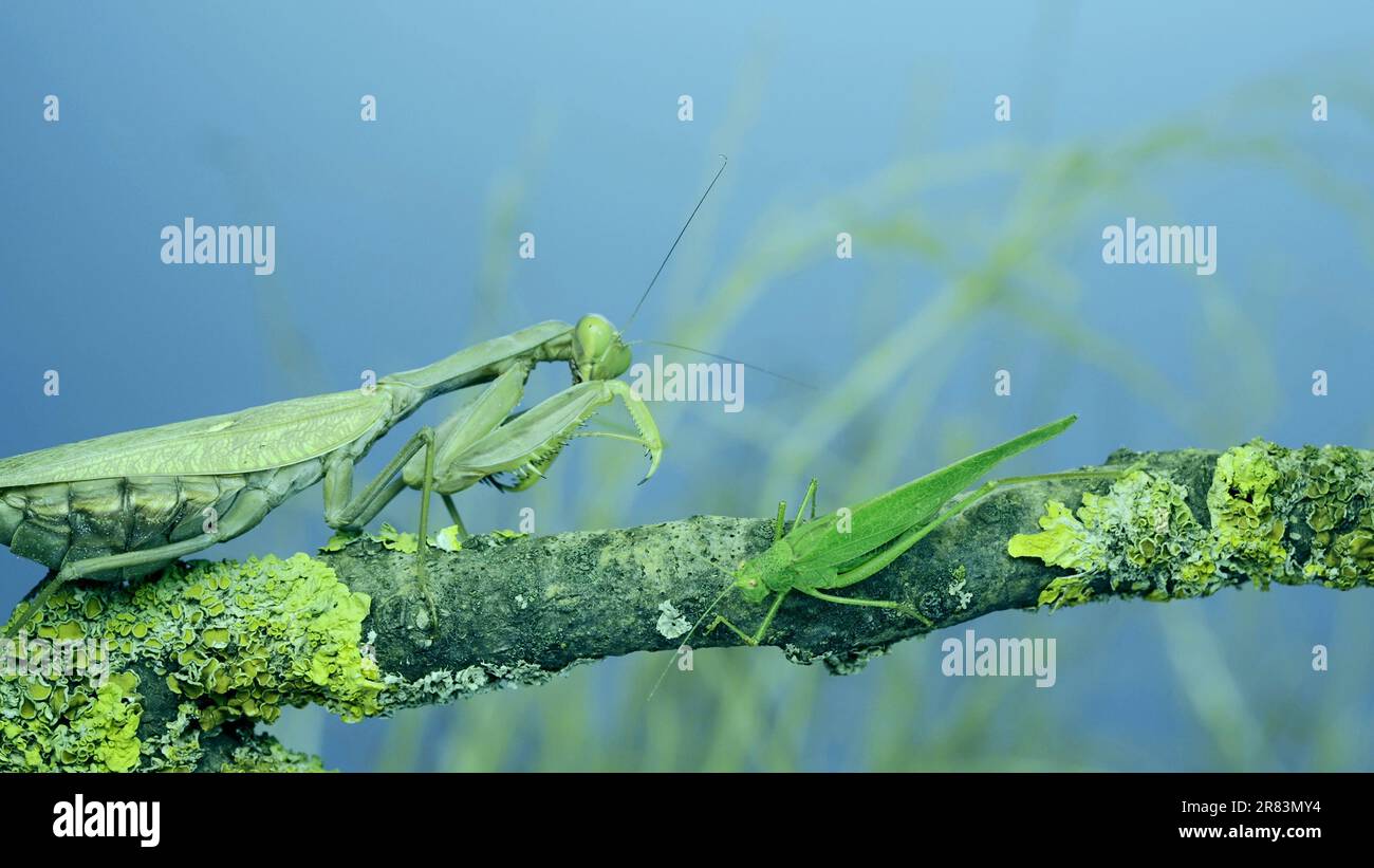 Il verde grasshopper cinguetta le sue ali accanto al grande mantis di preghiera femminile seduto su un ramo di albero coperto di lichene. E mantis dell'albero transcaucasico (Hie Foto Stock