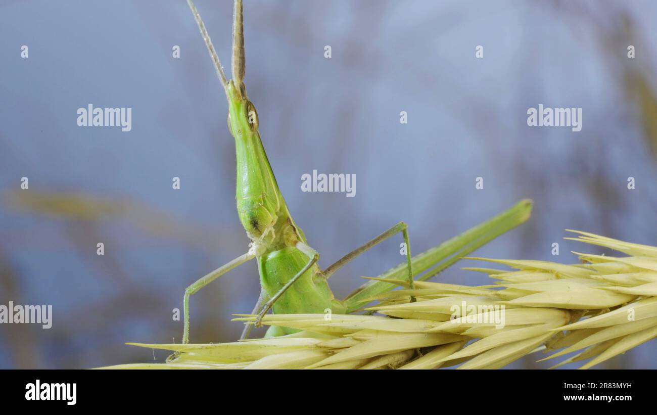 Ritratto di Giant verde slant-face grasshopper Acrida seduta su spikelet su erba e cielo blu sfondo. Foto Stock