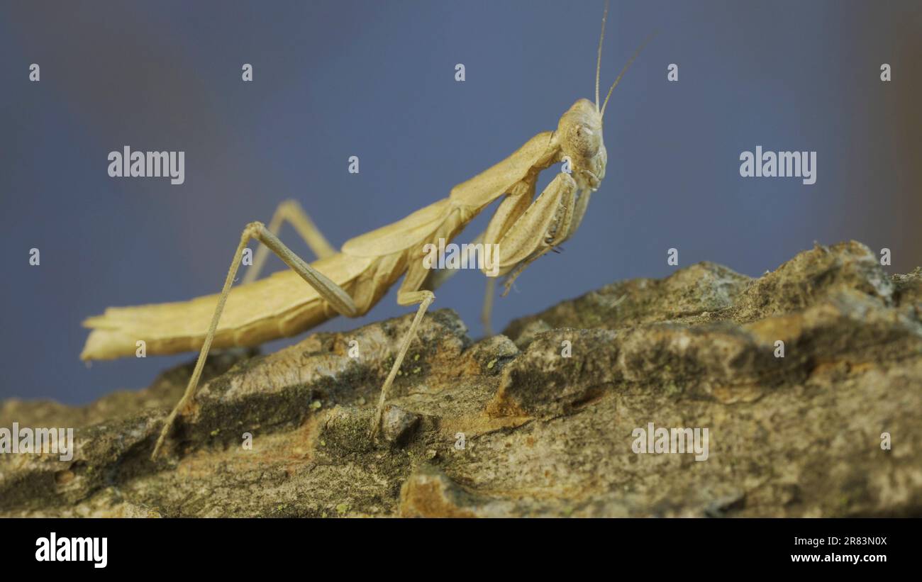 Il mantide di preghiera femminile siede sul ramo dell'albero mascherando contro il relativo sfondo e gira la relativa testa che guarda intorno. Mantis di preghiera di Crimea (Ameles He Foto Stock