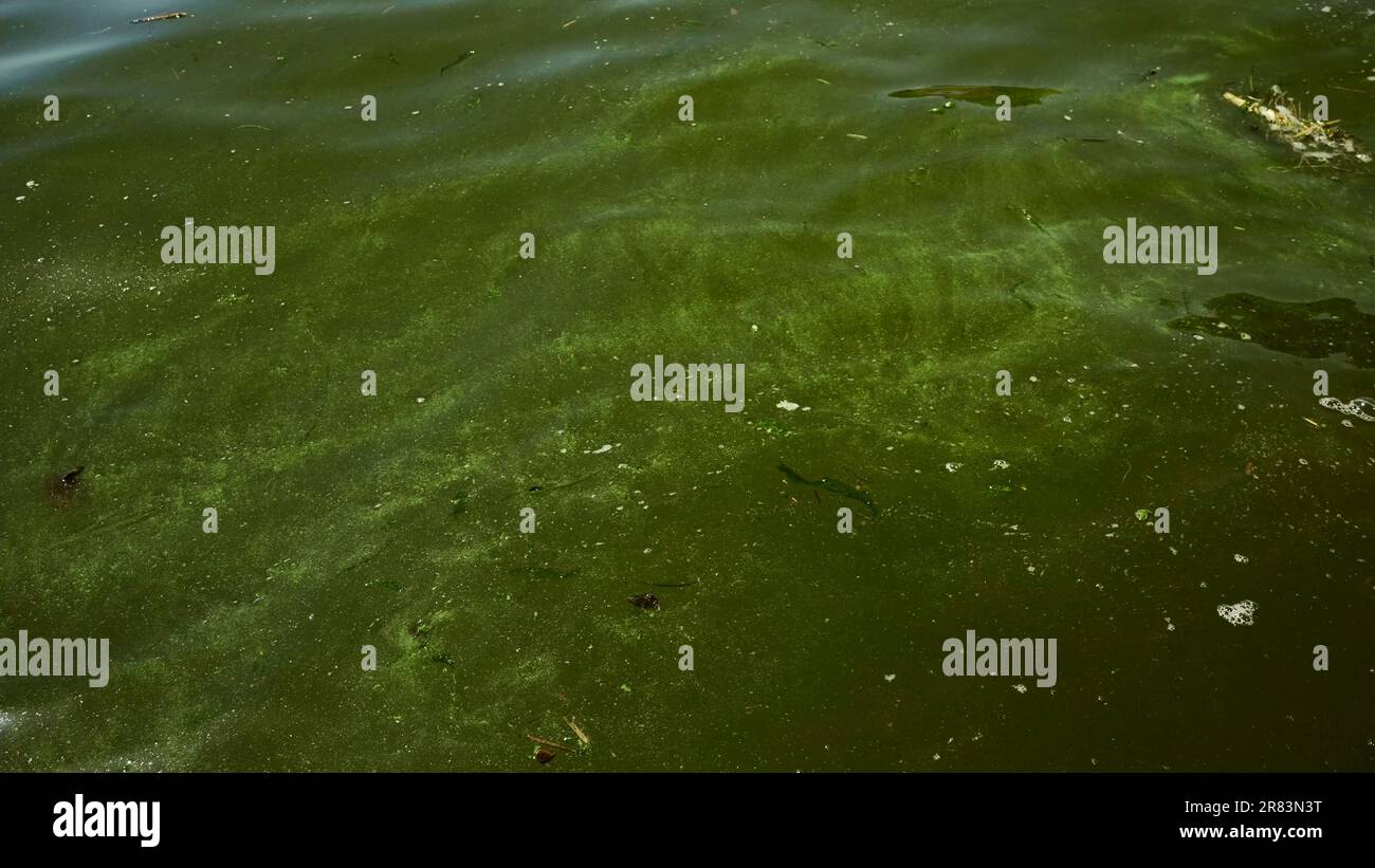 Nel Mar Nero fioriscono alghe blu-verdi, l'acqua di Odessa è diventata di colore verde e di acqua dolce. Disastro ambientale causato dall'esplosione di Kakhovka Hy Foto Stock