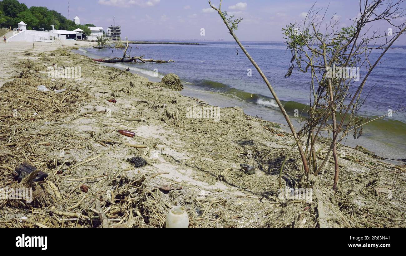 Alberi con detriti galleggianti ha raggiunto la zona costiera del Mar Nero a Odessa, Ucraina. Disastro ambientale causato dall'esplosione di Kakhovka Hydroelec Foto Stock
