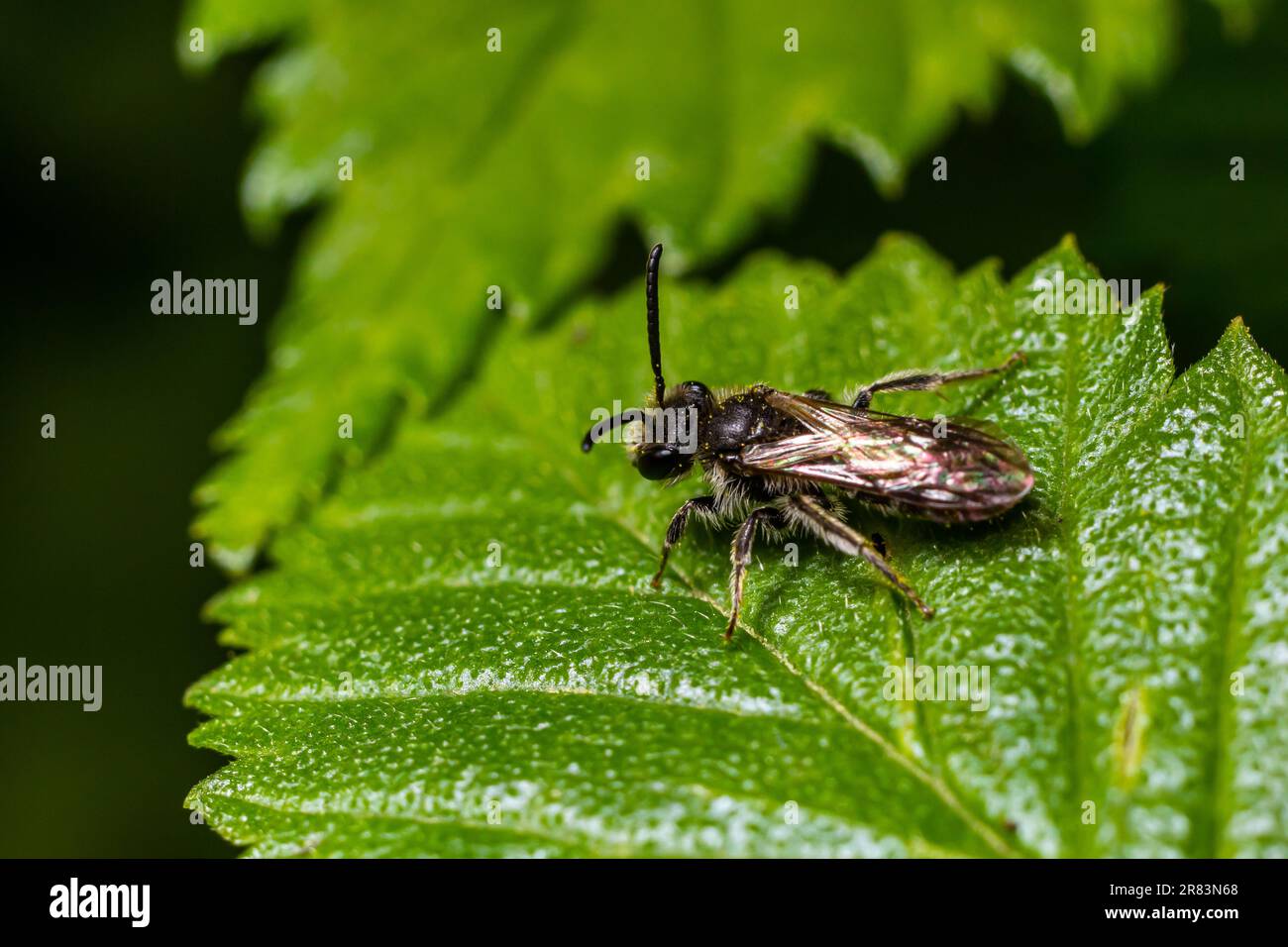 Primo piano su un'ape femminile del solco, lo zonulum Lasioglossum, su una foglia verde. Foto Stock