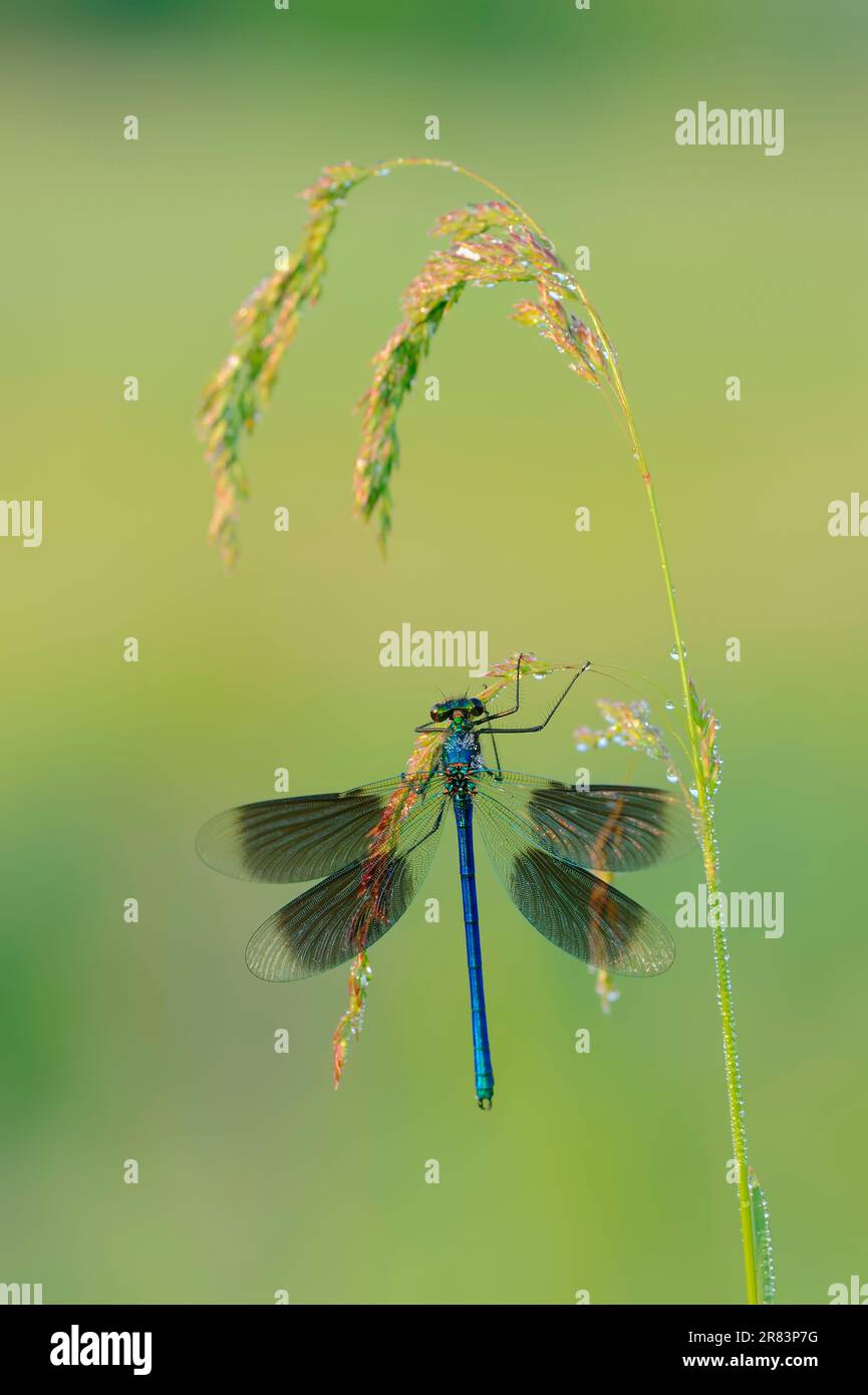 Demoiselle (Calopteryx splendens), maschio, Renania settentrionale-Vestfalia, Germania (Agrion splendens) Foto Stock