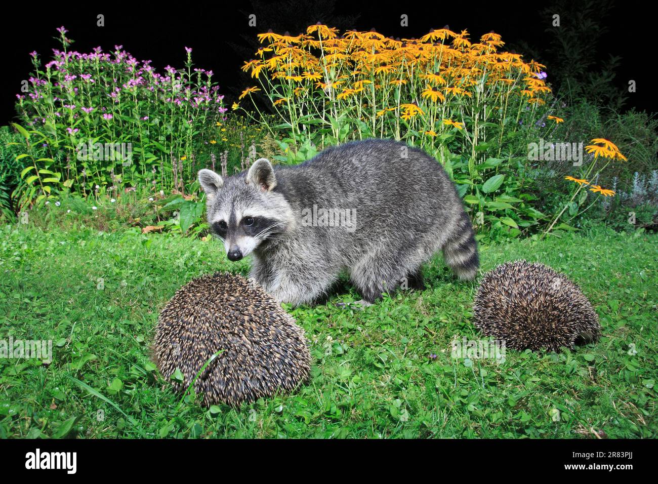 European Hedgehogs (Erinaceus europaeus) e Raccoon (Procyon Lotor), Germania Foto Stock