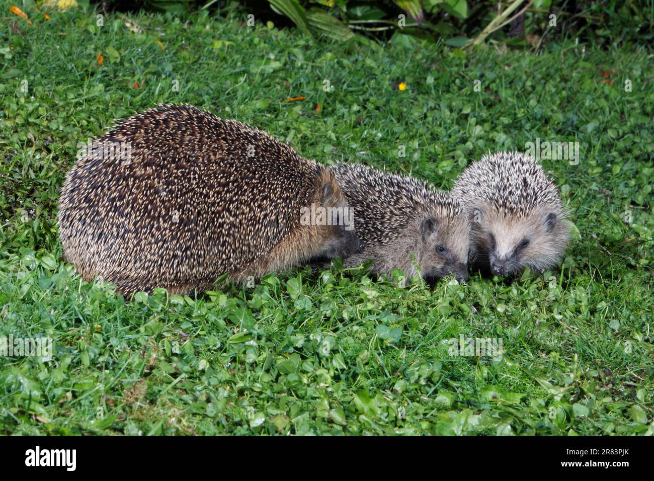 European Hedgehogs (Erinaceus europaeus), femmina con i giovani, Germania Foto Stock