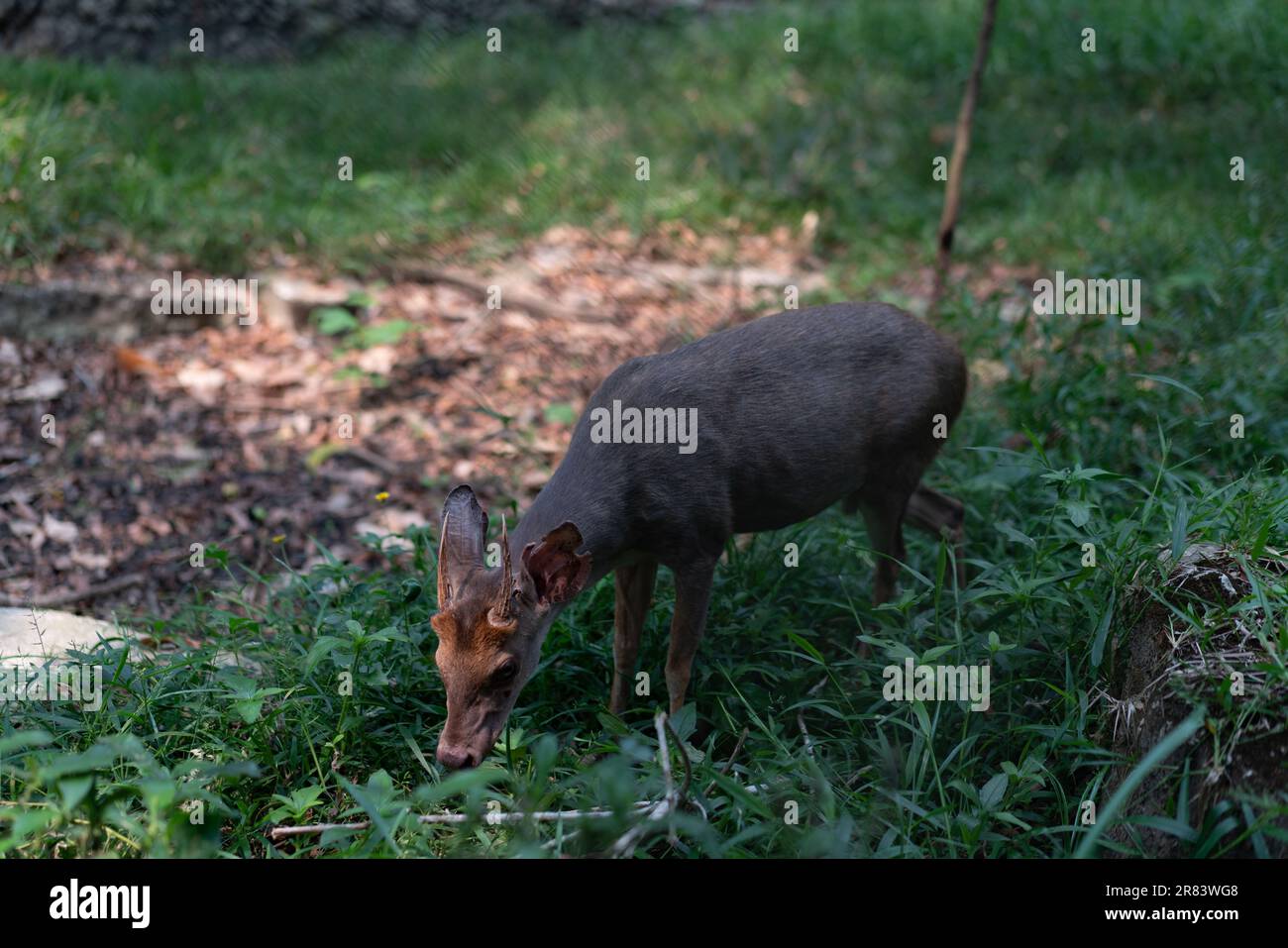 Marrone-brocket Deer Mazama gouazoubira guardando alla macchina fotografica in un giorno d'estate. Foto di alta qualità Foto Stock