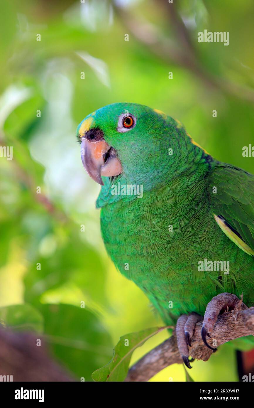 Amazzonia con tovaglioli gialli, Honduras (Amazzona ocrocephala auropalliata) Foto Stock