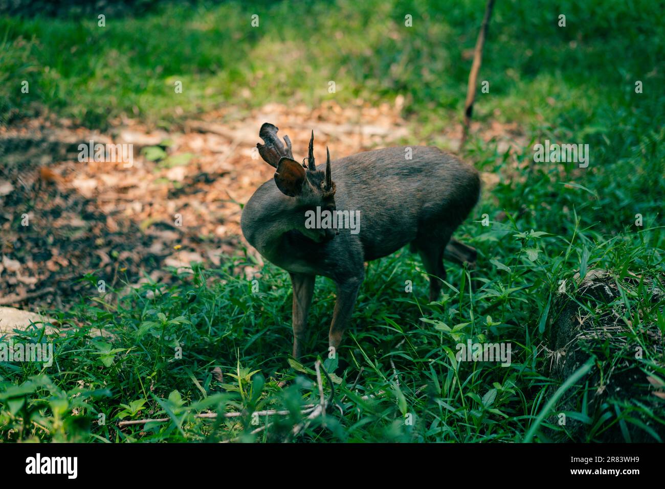 Marrone-brocket Deer Mazama gouazoubira guardando alla macchina fotografica in un giorno d'estate. Foto di alta qualità Foto Stock