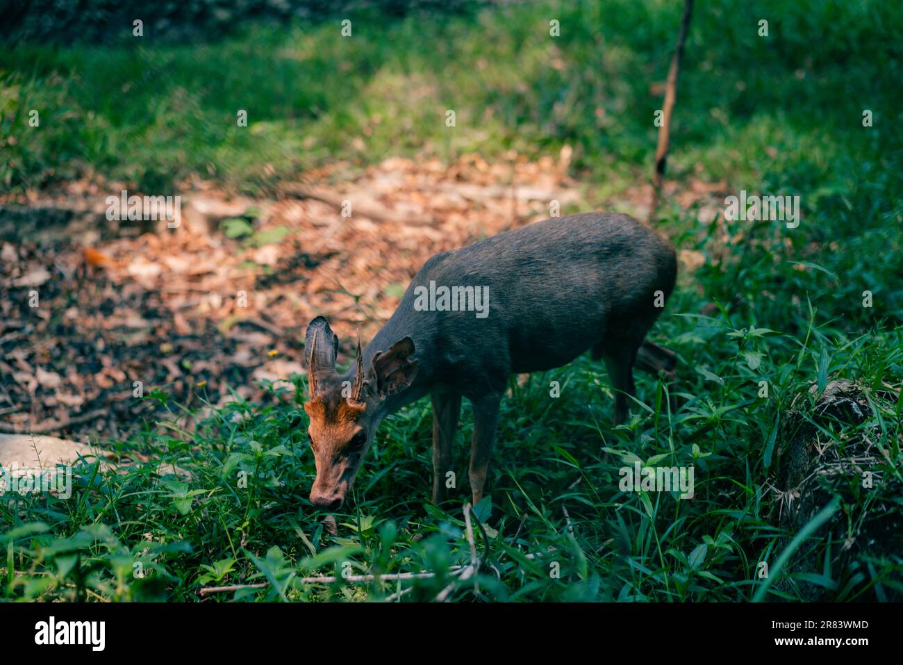 Marrone-brocket Deer Mazama gouazoubira guardando alla macchina fotografica in un giorno d'estate. Foto di alta qualità Foto Stock