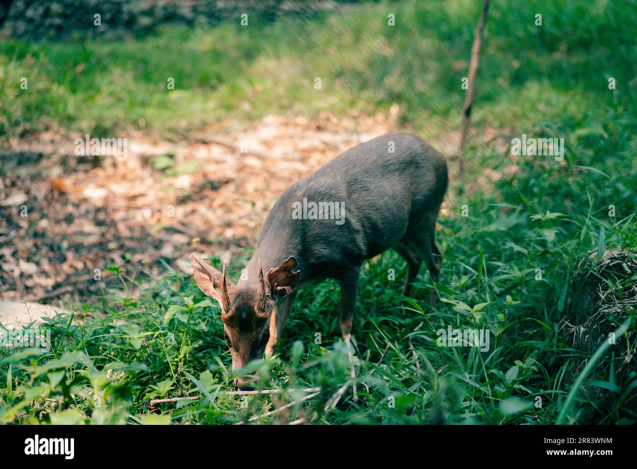 Marrone-brocket Deer Mazama gouazoubira guardando alla macchina fotografica in un giorno d'estate. Foto di alta qualità Foto Stock