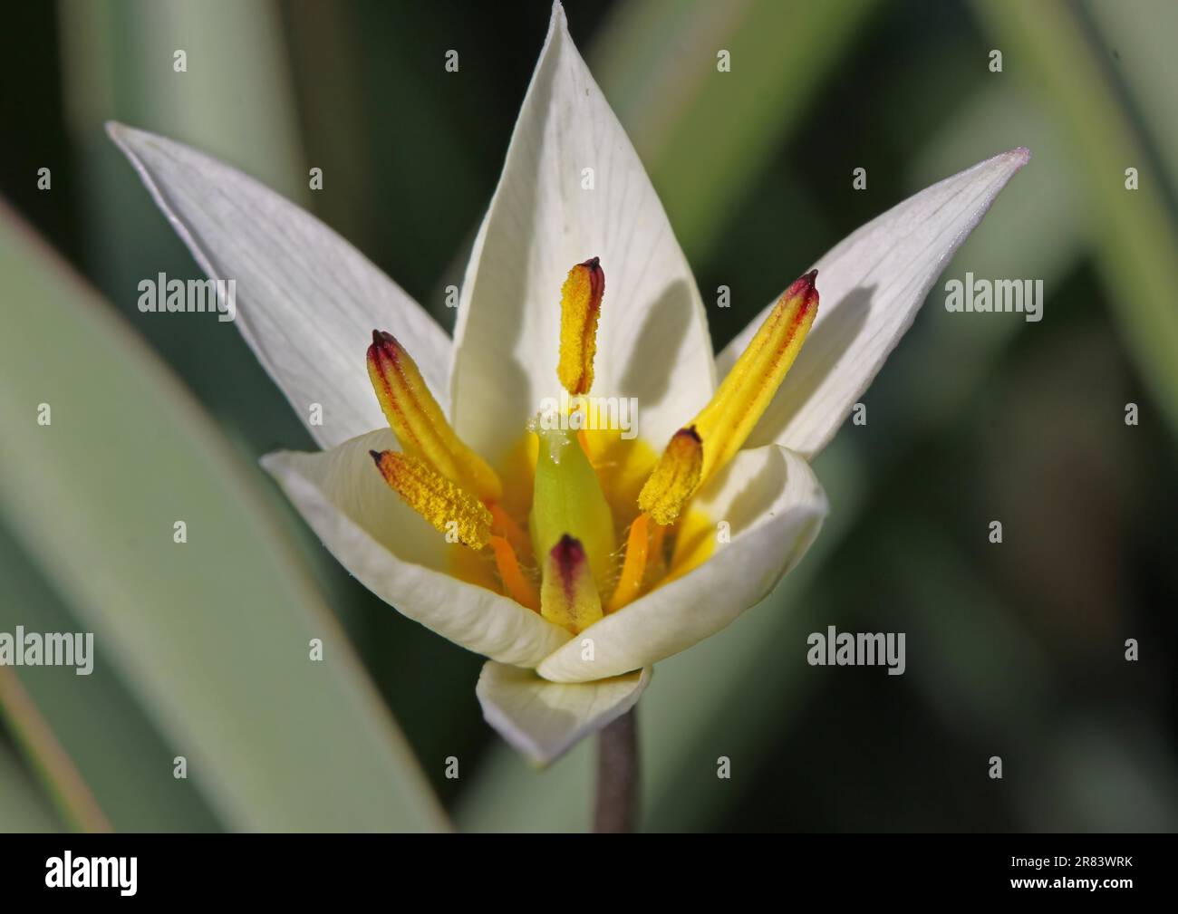 (Tulipa) turkestanica Foto Stock