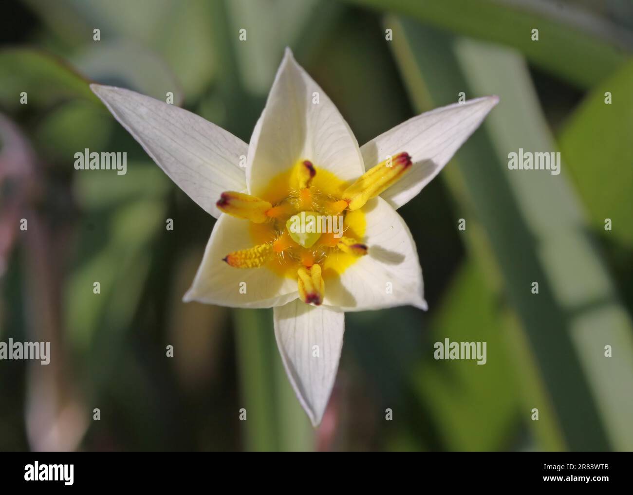 (Tulipa) turkestanica Foto Stock